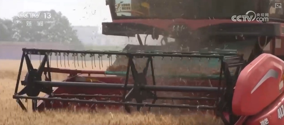 刚收下来的小麦可以立刻加工吗?科普“三夏”新知 刚收下来的小麦可以立刻加工吗?科普“三夏”新知