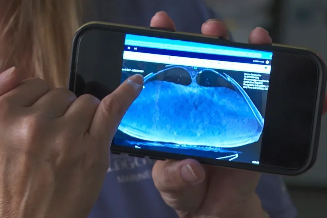 美国一只濒危红海龟被船撞到,接受了超大CT扫描发现意外惊喜 美国一只濒危红海龟被船撞到,接受了超大CT扫描发现意外惊喜