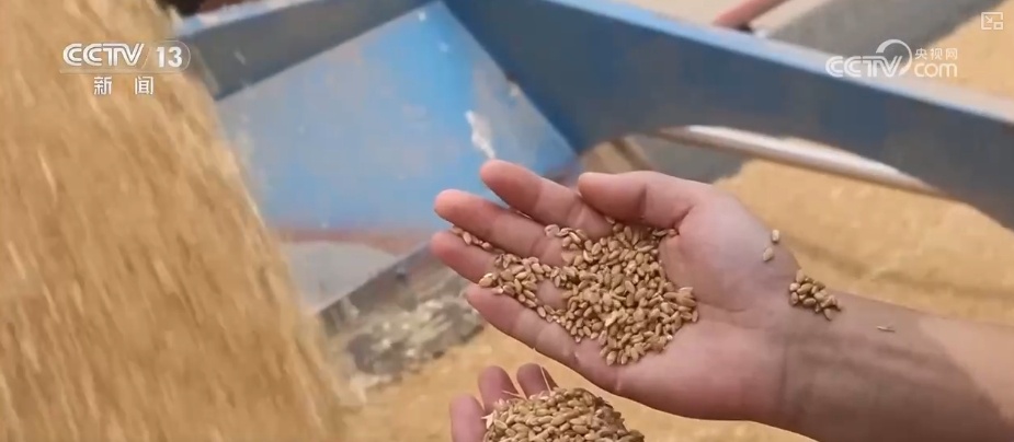 刚收下来的小麦可以立刻加工吗?科普“三夏”新知 刚收下来的小麦可以立刻加工吗?科普“三夏”新知