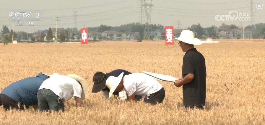 全国小麦收获过三成 新农机、新品种助力麦收高效稳产 全国小麦收获过三成 新农机、新品种助力麦收高效稳产