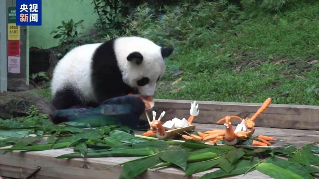 超萌！看大熊猫幼崽“妹猪”品尝它的节日大餐