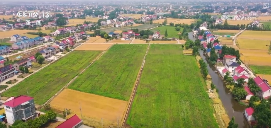 端午古韵展新貌 小小艾草“香”了村庄“富”了百姓 端午古韵展新貌 小小艾草“香”了村庄“富”了百姓