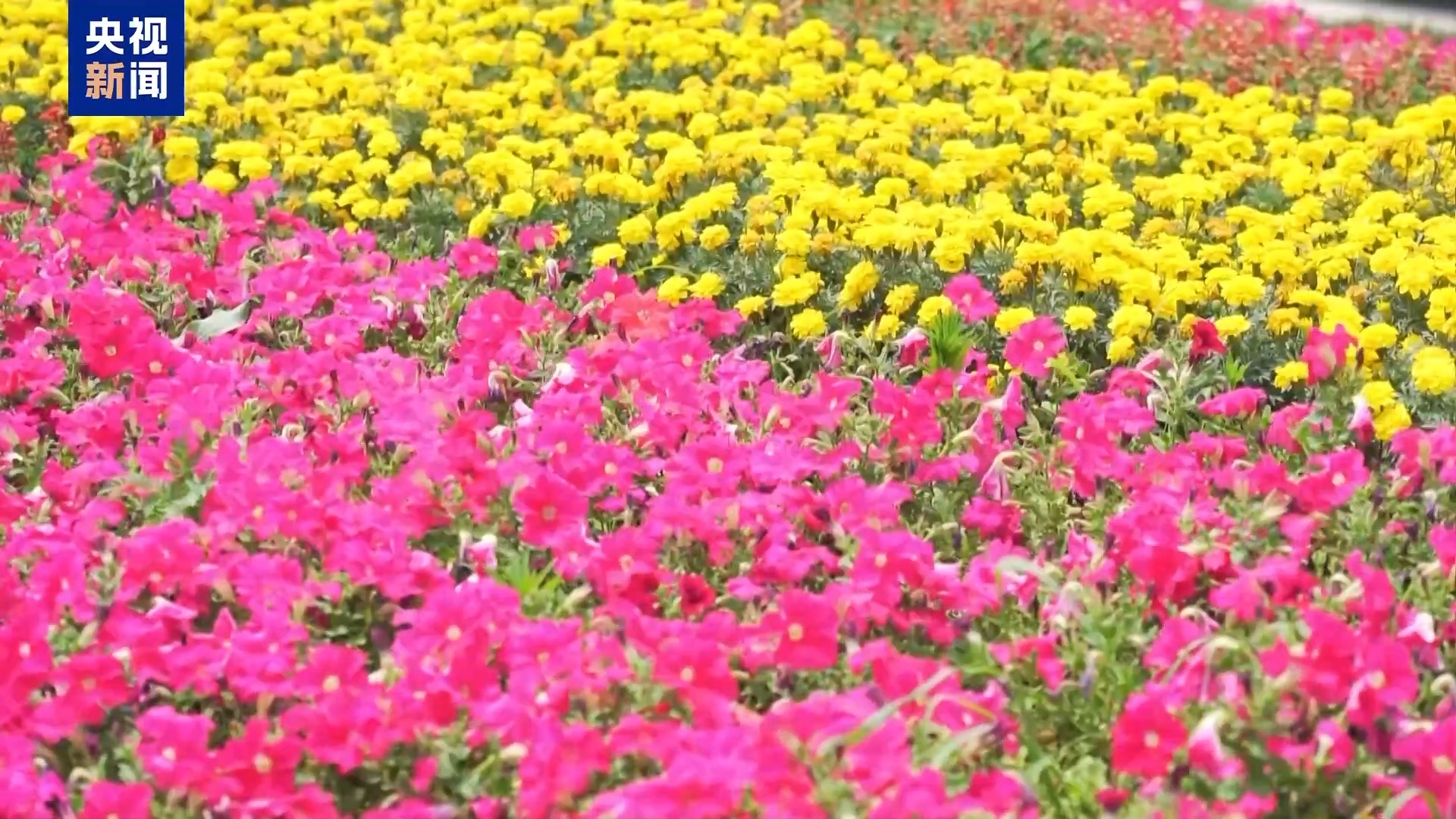 城市的浪漫藏不住了!这个夏天祝你一路生花 城市的浪漫藏不住了!这个夏天祝你一路生花