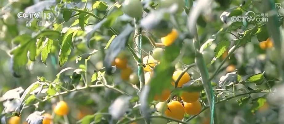 “智慧气象”赋能“三夏”生产 “机械化收割+科技制育种”共绘夏收新画卷 “智慧气象”赋能“三夏”生产 “机械化收割+科技制育种”共绘夏收新画卷