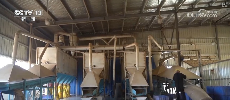 端午古韵展新貌 小小艾草“香”了村庄“富”了百姓 端午古韵展新貌 小小艾草“香”了村庄“富”了百姓