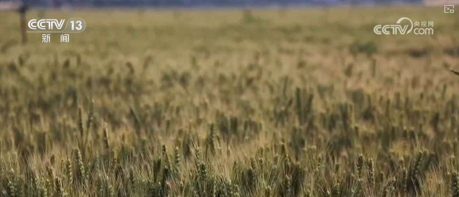 “智慧气象”赋能“三夏”生产 “机械化收割+科技制育种”共绘夏收新画卷 “智慧气象”赋能“三夏”生产 “机械化收割+科技制育种”共绘夏收新画卷