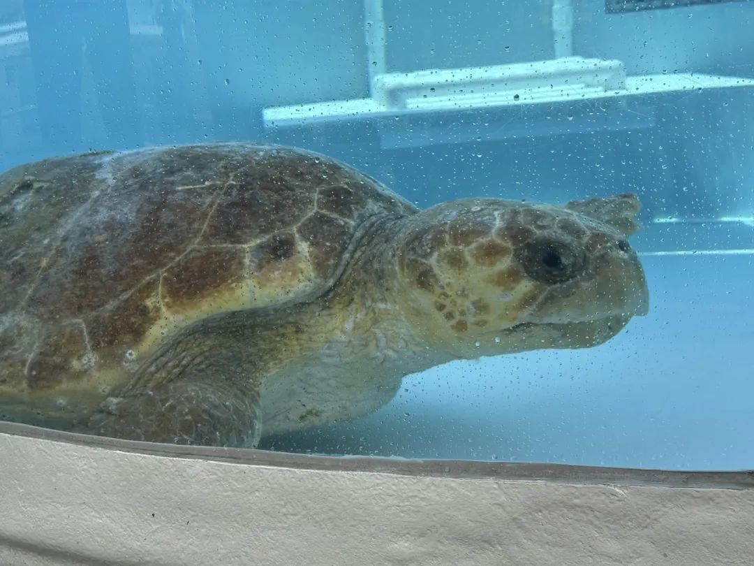 美国一只濒危红海龟被船撞到,接受了超大CT扫描发现意外惊喜 美国一只濒危红海龟被船撞到,接受了超大CT扫描发现意外惊喜