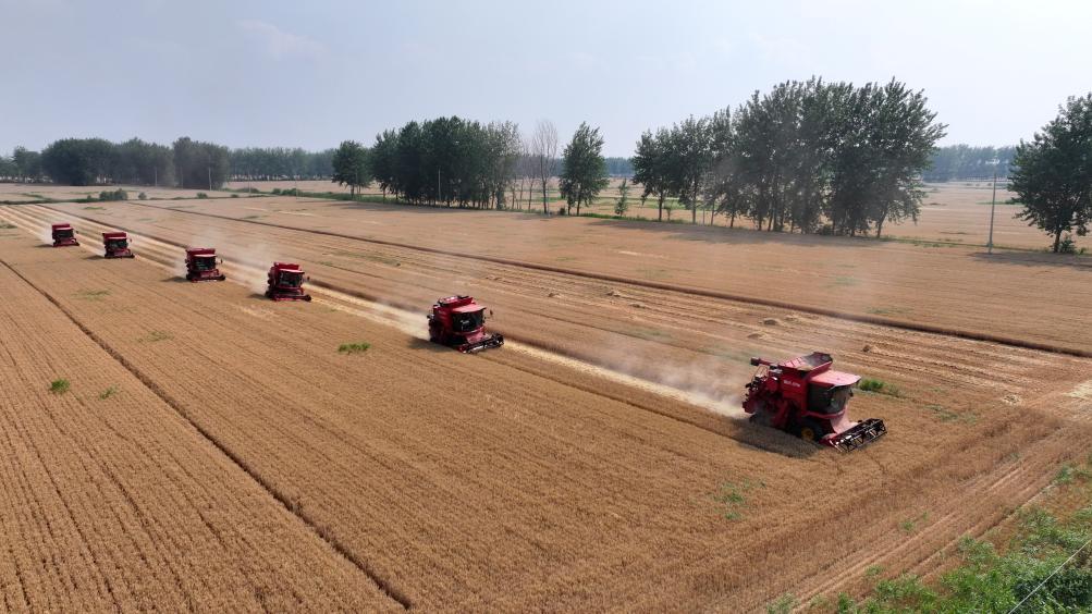 麦收过八成!安徽夏粮有望再迎丰收 麦收过八成!安徽夏粮有望再迎丰收