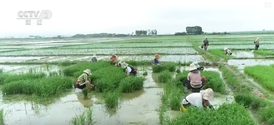 “智慧气象”赋能“三夏”生产 “机械化收割+科技制育种”共绘夏收新画卷 “智慧气象”赋能“三夏”生产 “机械化收割+科技制育种”共绘夏收新画卷