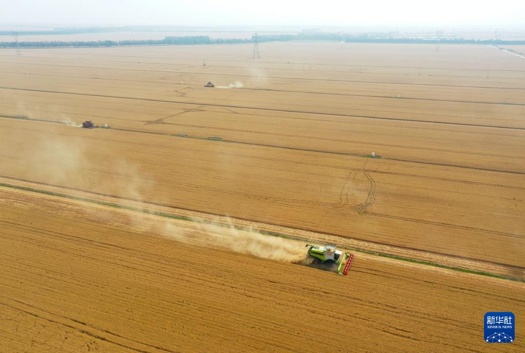 “中原粮仓”麦收过半