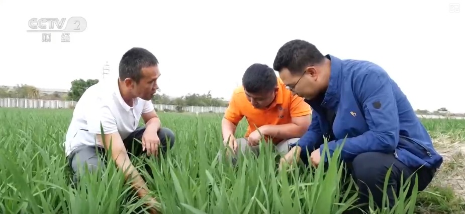 “智慧气象”赋能“三夏”生产 “机械化收割+科技制育种”共绘夏收新画卷 “智慧气象”赋能“三夏”生产 “机械化收割+科技制育种”共绘夏收新画卷