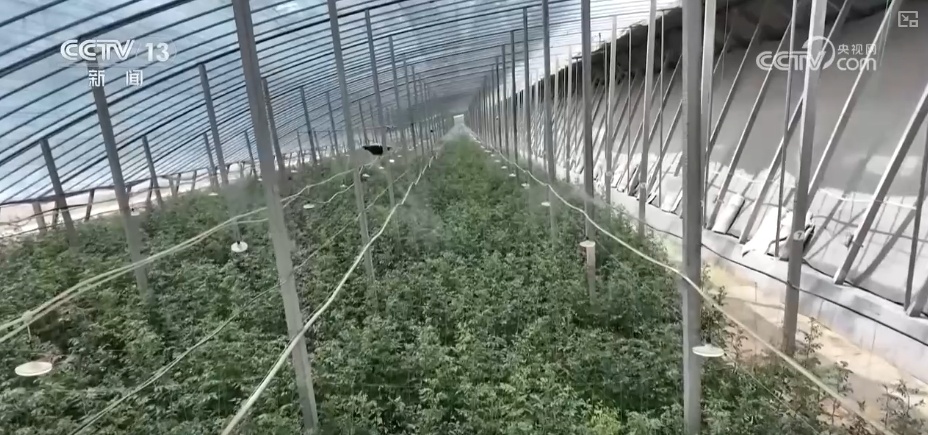 “智慧气象”赋能“三夏”生产 “机械化收割+科技制育种”共绘夏收新画卷 “智慧气象”赋能“三夏”生产 “机械化收割+科技制育种”共绘夏收新画卷