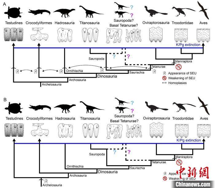 恐龙蛋次生壳单元如何形成？中外合作研究揭示生物成因机制