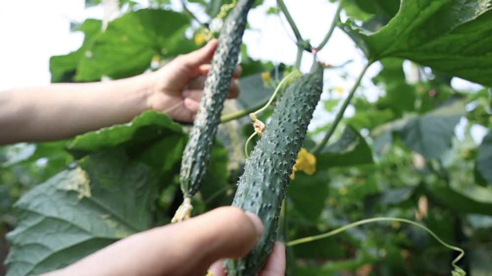 科技报国的时代答卷|守护民生之“芯”:黄瓜“芯”的创新征途 科技报国的时代答卷|守护民生之“芯”:黄瓜“芯”的创新征途