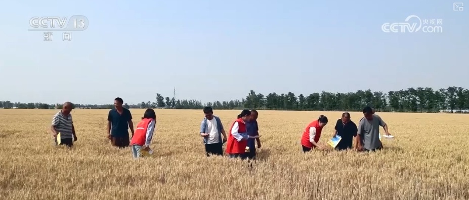 “智慧气象”赋能“三夏”生产 “机械化收割+科技制育种”共绘夏收新画卷 “智慧气象”赋能“三夏”生产 “机械化收割+科技制育种”共绘夏收新画卷