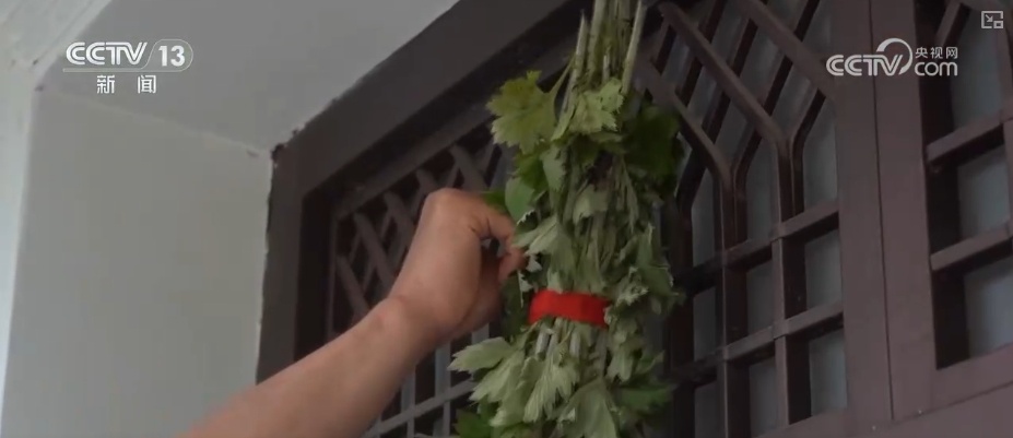 端午古韵展新貌 小小艾草“香”了村庄“富”了百姓 端午古韵展新貌 小小艾草“香”了村庄“富”了百姓