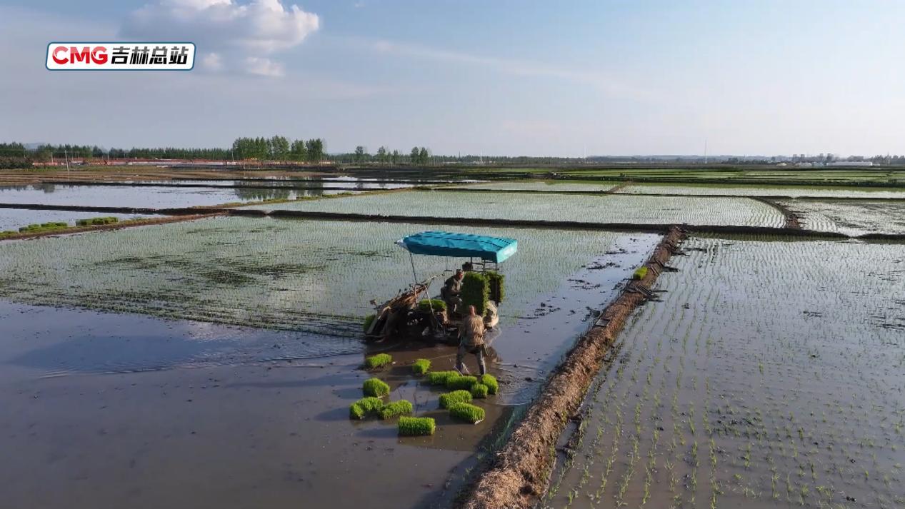 希望的田野丨无人机送苗 水稻插秧科技范十足 希望的田野丨无人机送苗 水稻插秧科技范十足