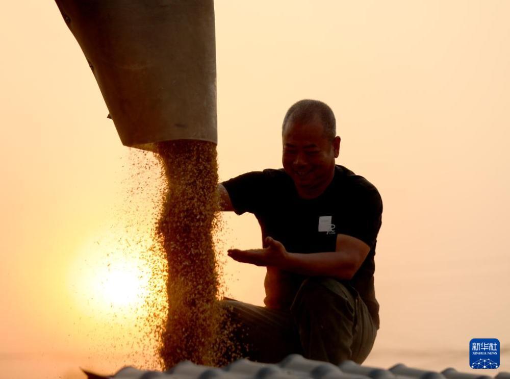 “中原粮仓”麦收过半 “中原粮仓”麦收过半