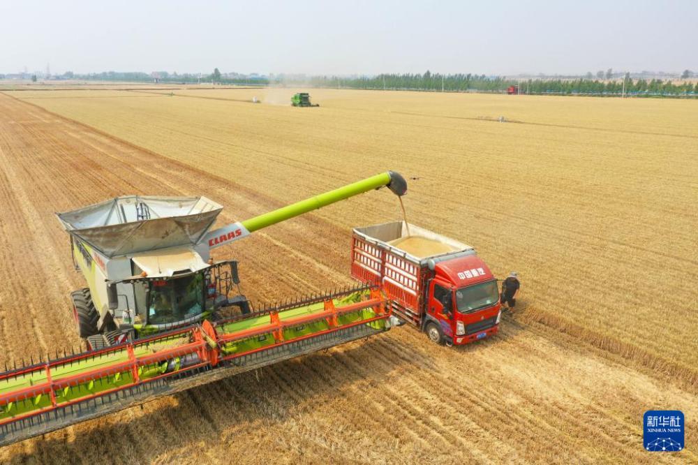 “中原粮仓”麦收过半 “中原粮仓”麦收过半