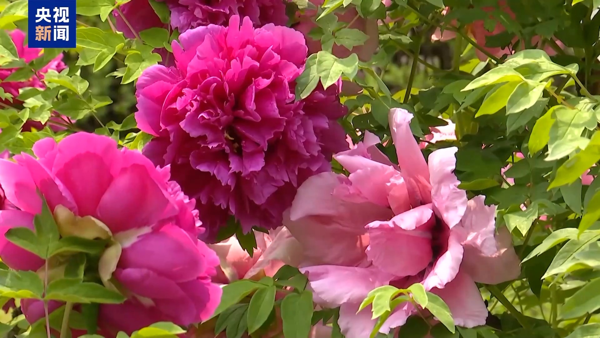 城市的浪漫藏不住了!这个夏天祝你一路生花 城市的浪漫藏不住了!这个夏天祝你一路生花