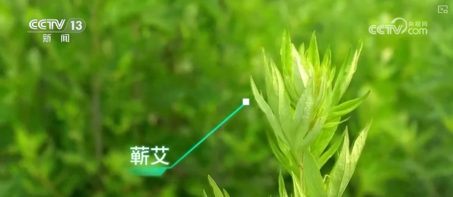 端午古韵展新貌 小小艾草“香”了村庄“富”了百姓 端午古韵展新貌 小小艾草“香”了村庄“富”了百姓