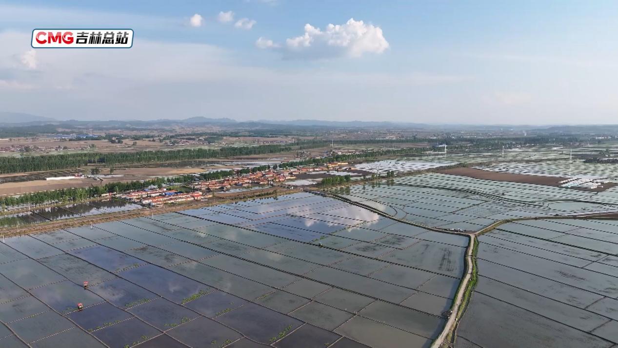 希望的田野丨无人机送苗 水稻插秧科技范十足 希望的田野丨无人机送苗 水稻插秧科技范十足
