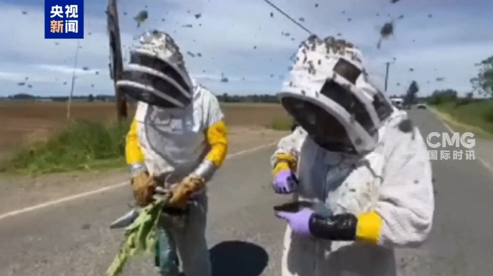 美国一卡车侧翻，2.5亿只蜜蜂“越狱”