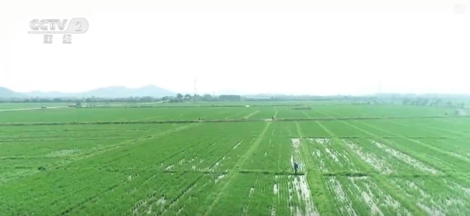 “智慧气象”赋能“三夏”生产 “机械化收割+科技制育种”共绘夏收新画卷 “智慧气象”赋能“三夏”生产 “机械化收割+科技制育种”共绘夏收新画卷