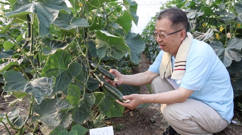 科技报国的时代答卷|守护民生之“芯”:黄瓜“芯”的创新征途 科技报国的时代答卷|守护民生之“芯”:黄瓜“芯”的创新征途