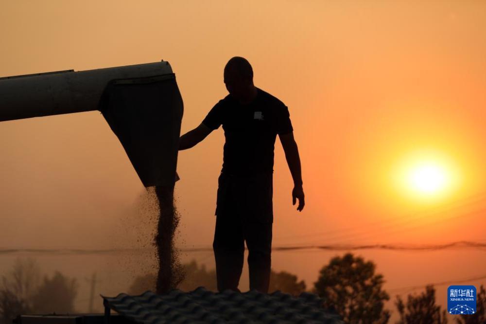 “中原粮仓”麦收过半 “中原粮仓”麦收过半