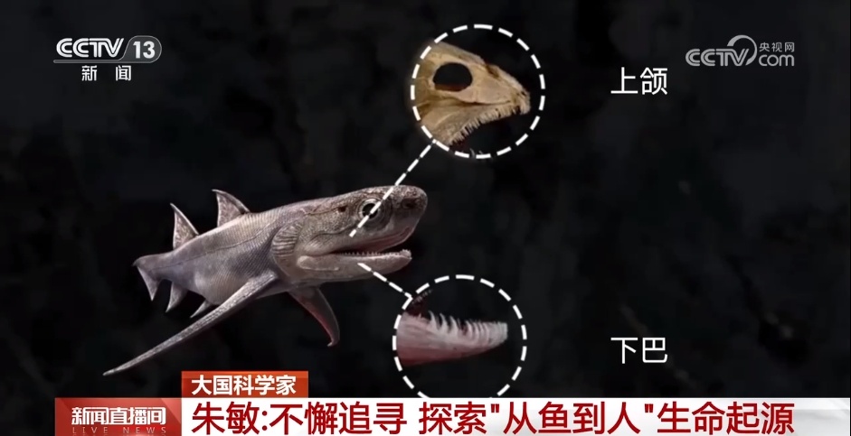 大国科学家丨朱敏:不懈追寻 探索“从鱼到人”生命起源 大国科学家丨朱敏:不懈追寻 探索“从鱼到人”生命起源