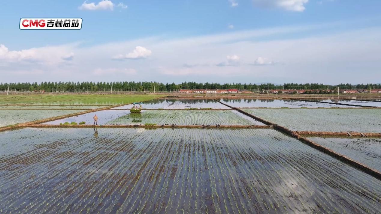 希望的田野丨无人机送苗 水稻插秧科技范十足 希望的田野丨无人机送苗 水稻插秧科技范十足