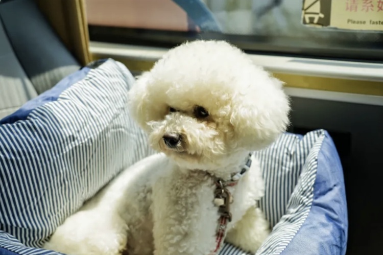 几近售罄,上海首条!宠物专线一人一宠票价20元 几近售罄,上海首条!宠物专线一人一宠票价20元