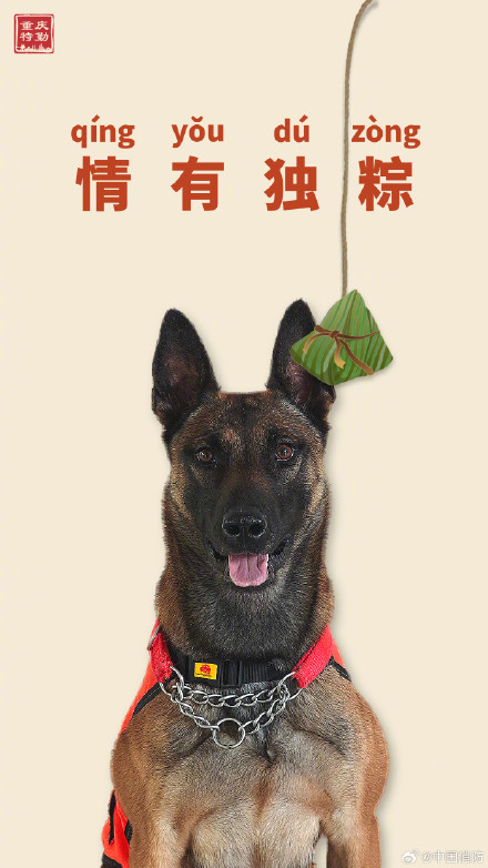 搜救犬端午限定粽系写真 搜救犬端午限定粽系写真