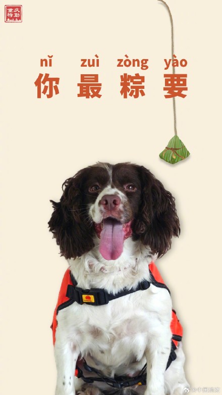 搜救犬端午限定粽系写真 搜救犬端午限定粽系写真
