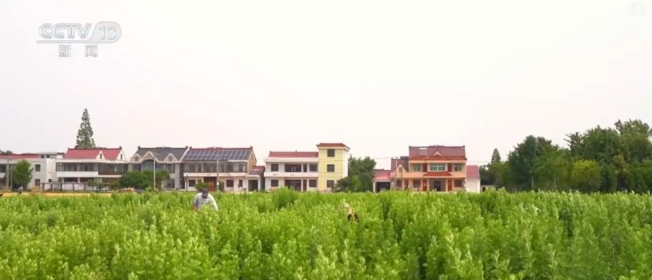 端午古韵展新貌 小小艾草“香”了村庄“富”了百姓 端午古韵展新貌 小小艾草“香”了村庄“富”了百姓