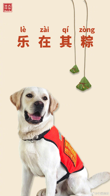 搜救犬端午限定粽系写真 搜救犬端午限定粽系写真