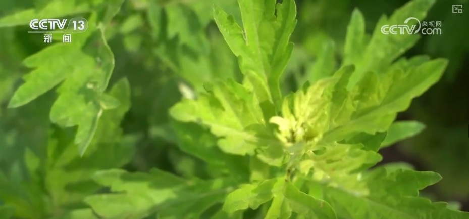 端午古韵展新貌 小小艾草“香”了村庄“富”了百姓 端午古韵展新貌 小小艾草“香”了村庄“富”了百姓