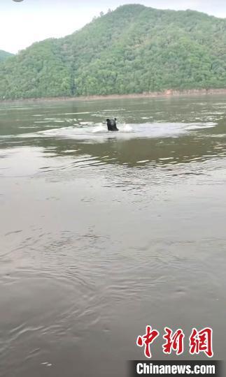 横渡中俄界江 一只俄罗斯籍黑熊“跨国串门”来了