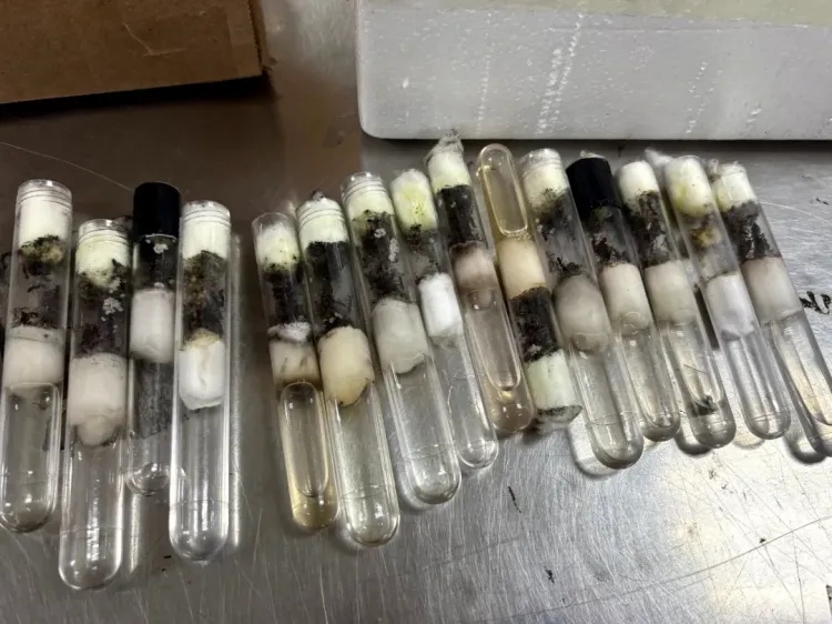 110只！广州海关查获违规进境活体蚂蚁，为紫彩虹臭蚁，系外来物种