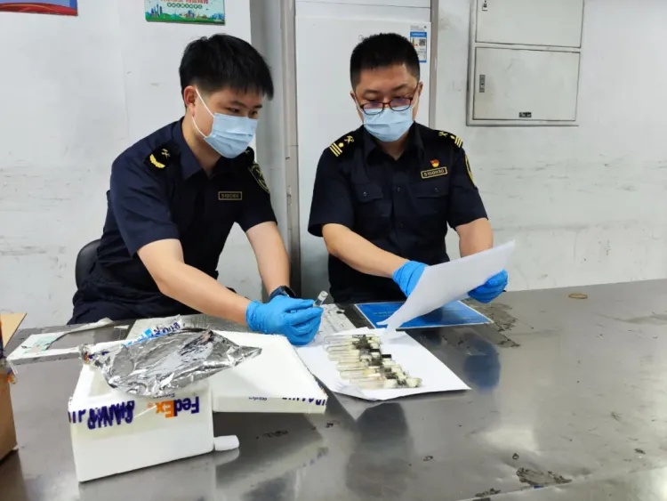 110只！广州海关查获违规进境活体蚂蚁，为紫彩虹臭蚁，系外来物种