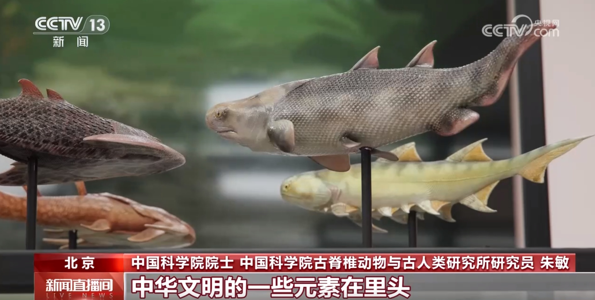 大国科学家丨朱敏:不懈追寻 探索“从鱼到人”生命起源 大国科学家丨朱敏:不懈追寻 探索“从鱼到人”生命起源