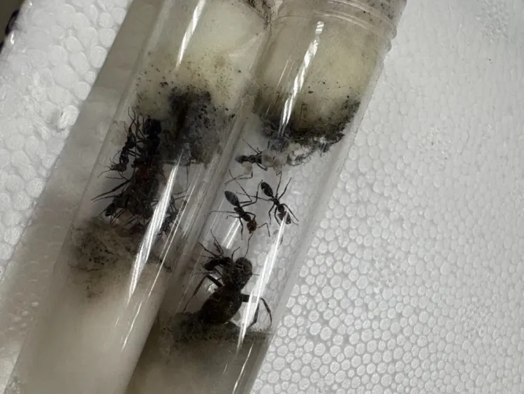 110只！广州海关查获违规进境活体蚂蚁，为紫彩虹臭蚁，系外来物种