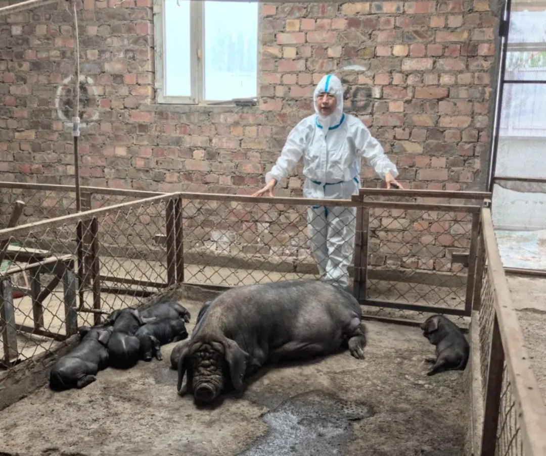 首批克隆36头,健康存活!不再“濒临灭绝” 首批克隆36头,健康存活!不再“濒临灭绝”