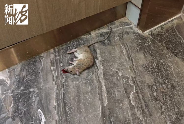 上海阿姨住3600万豪宅,却每天痴迷捡垃圾!楼道堆满垃圾,邻居被逼得卖房 上海阿姨住3600万豪宅,却每天痴迷捡垃圾!楼道堆满垃圾,邻居被逼得卖房