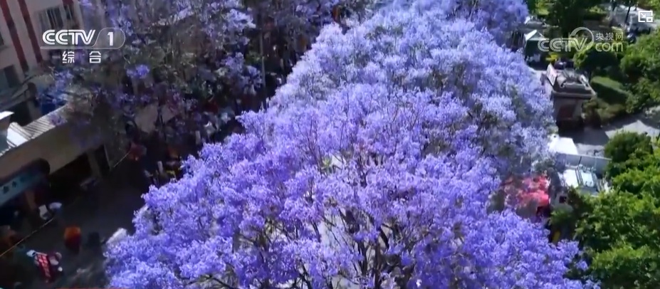一路生花 城市空间的“花花世界”:云南的“新花样” 一路生花 城市空间的“花花世界”:云南的“新花样”