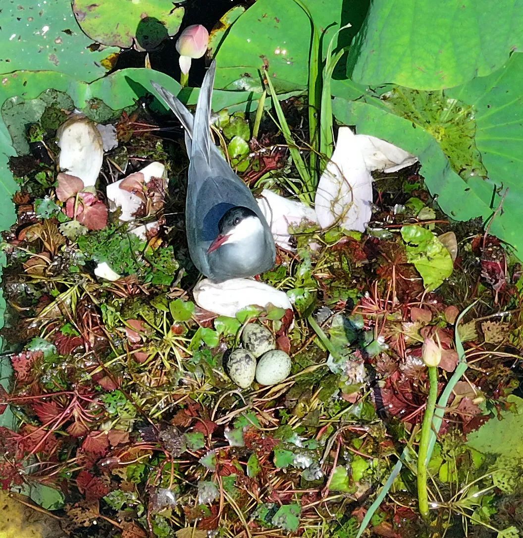 “贵客”陆续抵合肥这里!有的成“新住民” “贵客”陆续抵合肥这里!有的成“新住民”