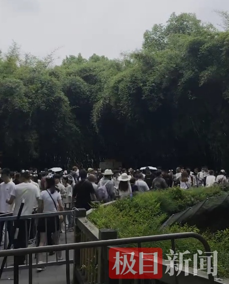 “顶流大熊猫”花花人气爆棚！排队1小时参观3分钟，游客只敢讲“悄悄话”