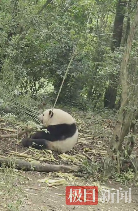 “顶流大熊猫”花花人气爆棚！排队1小时参观3分钟，游客只敢讲“悄悄话”