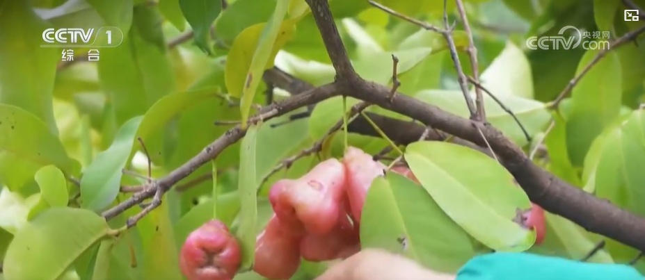 一路生花 城市空间的“花花世界”:云南的“新花样” 一路生花 城市空间的“花花世界”:云南的“新花样”